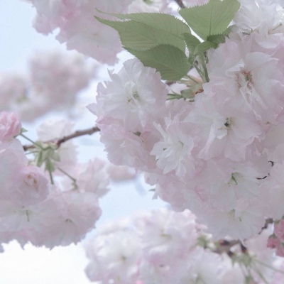 西安福瑞交流群